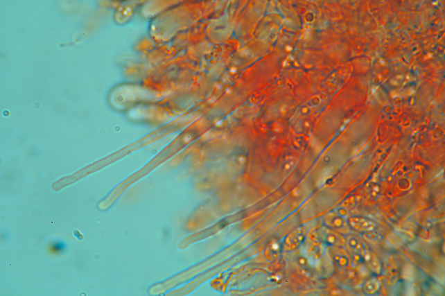 Phlebia subochracea